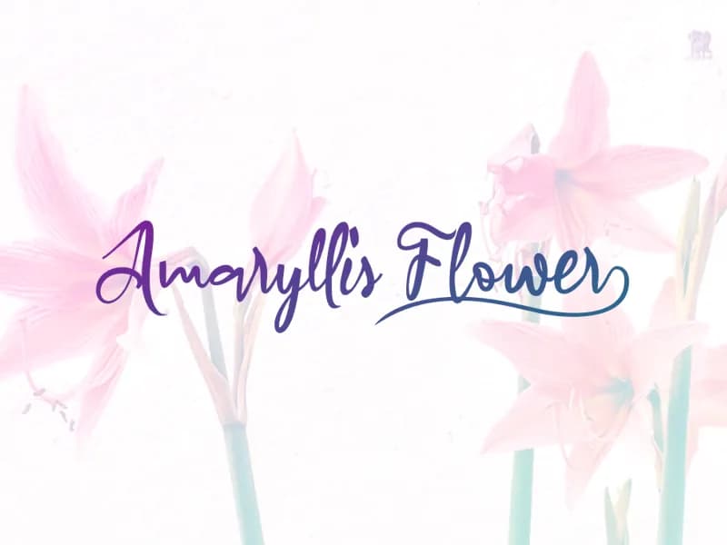 a Amaryllis Flower