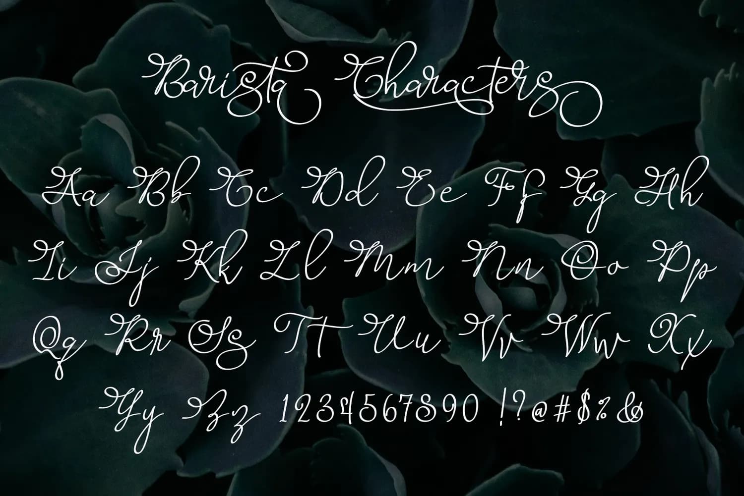 Barista Script