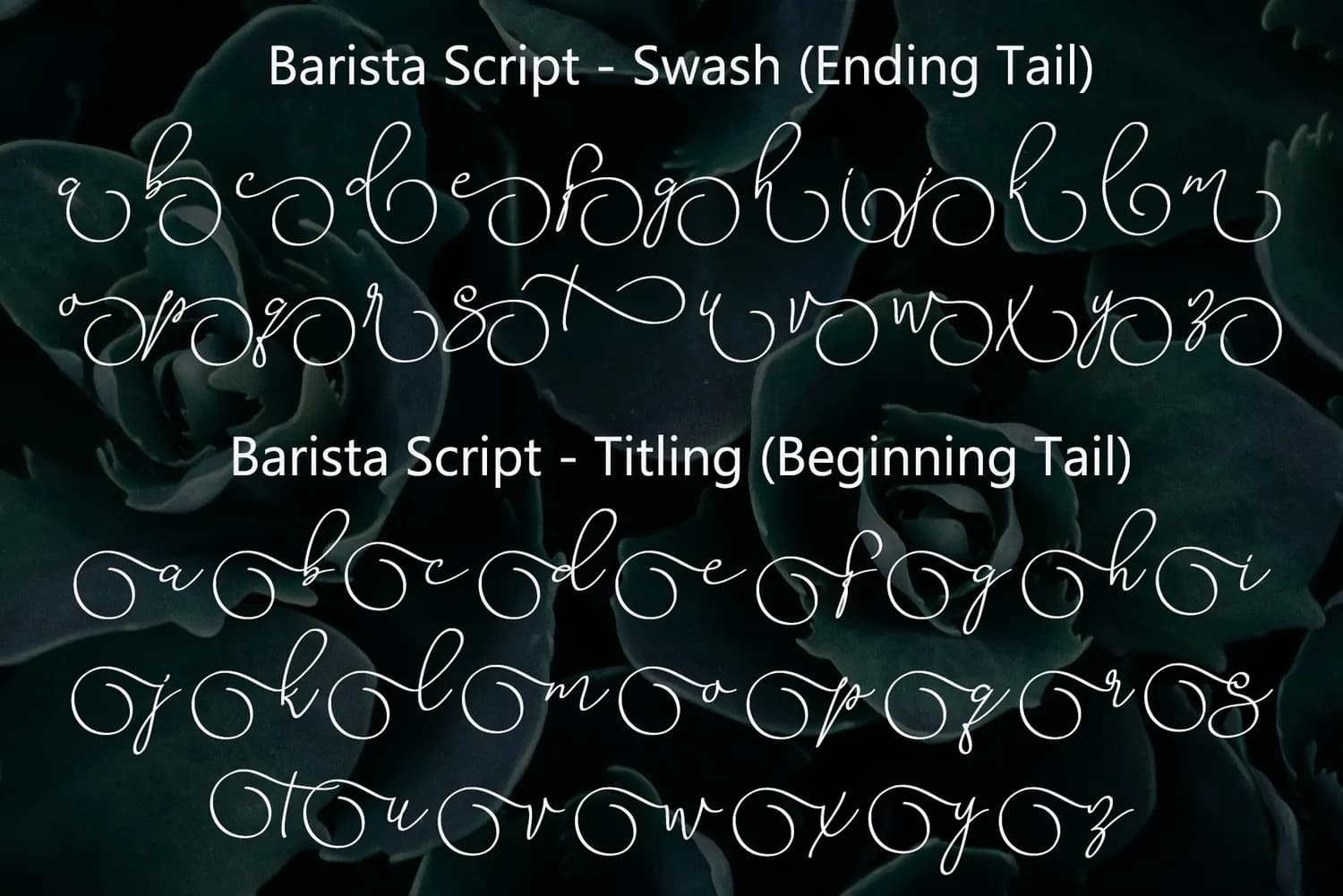 Barista Script