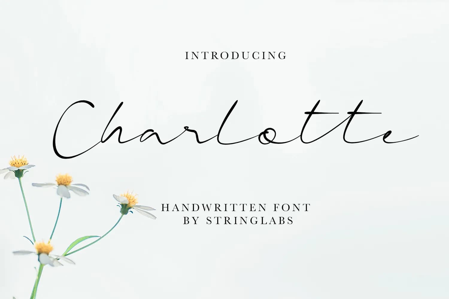 Charlotte