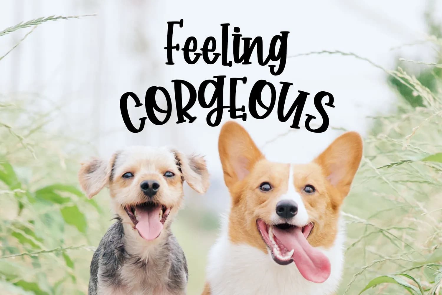 Corgy Puppy