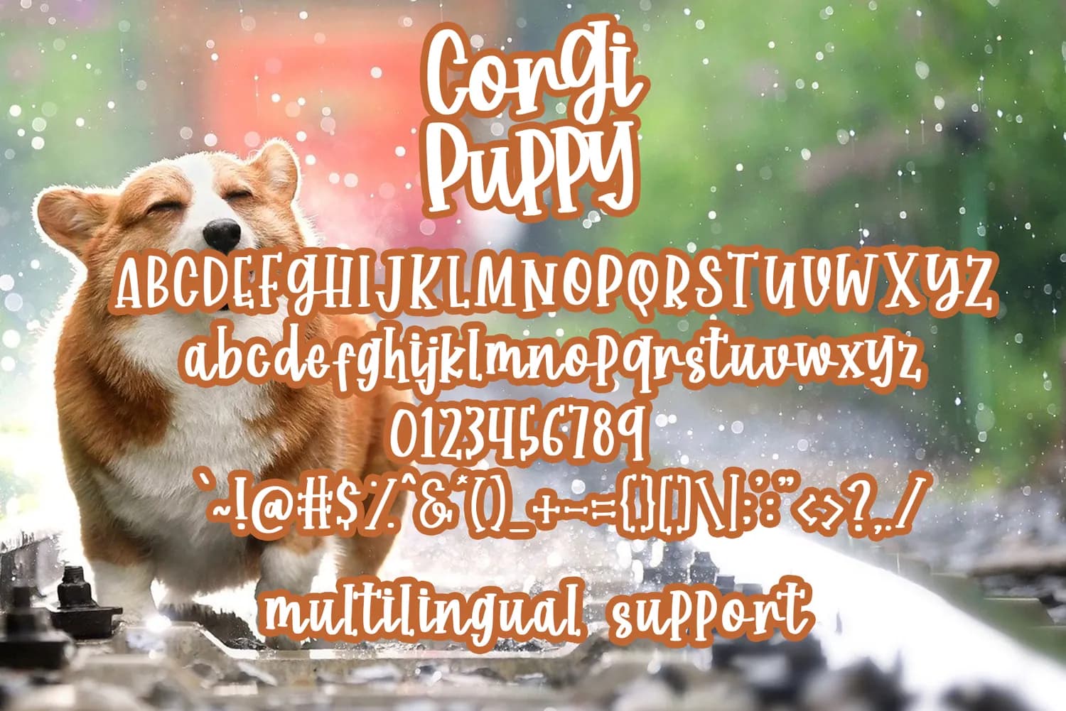 Corgy Puppy
