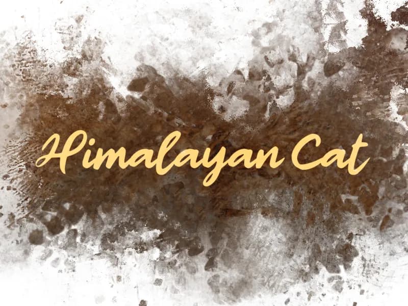 h Himalayan Cat