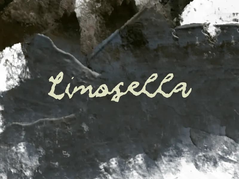 L Limosella