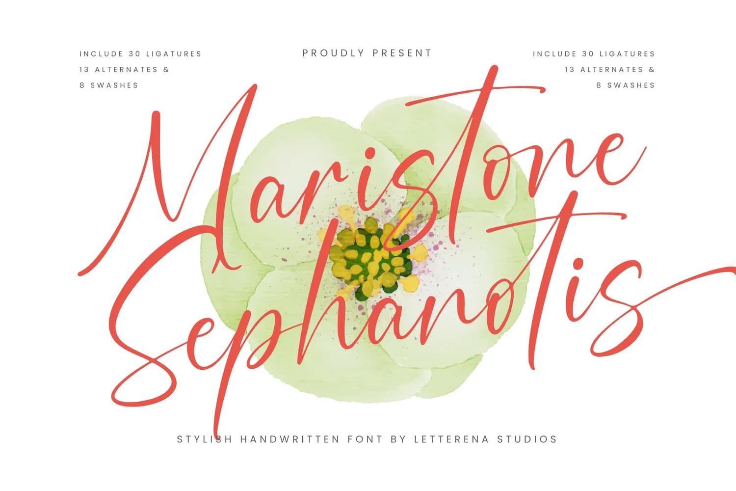 Maristone Sephanotis VERSI