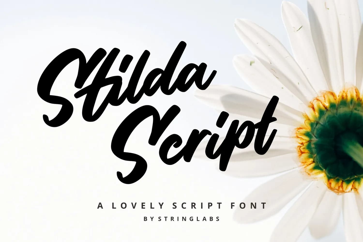 Stilda Script