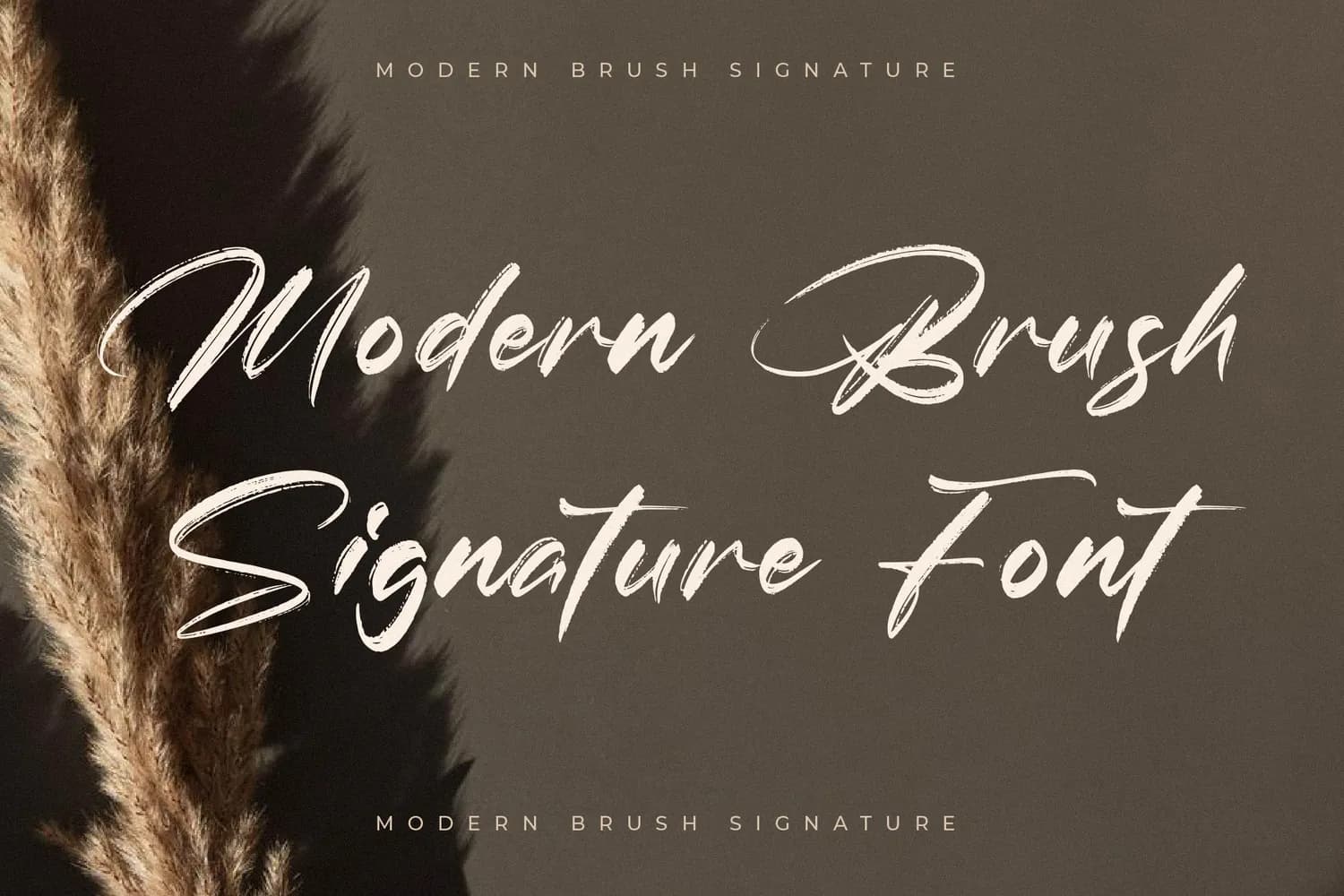 Brightton Puredis