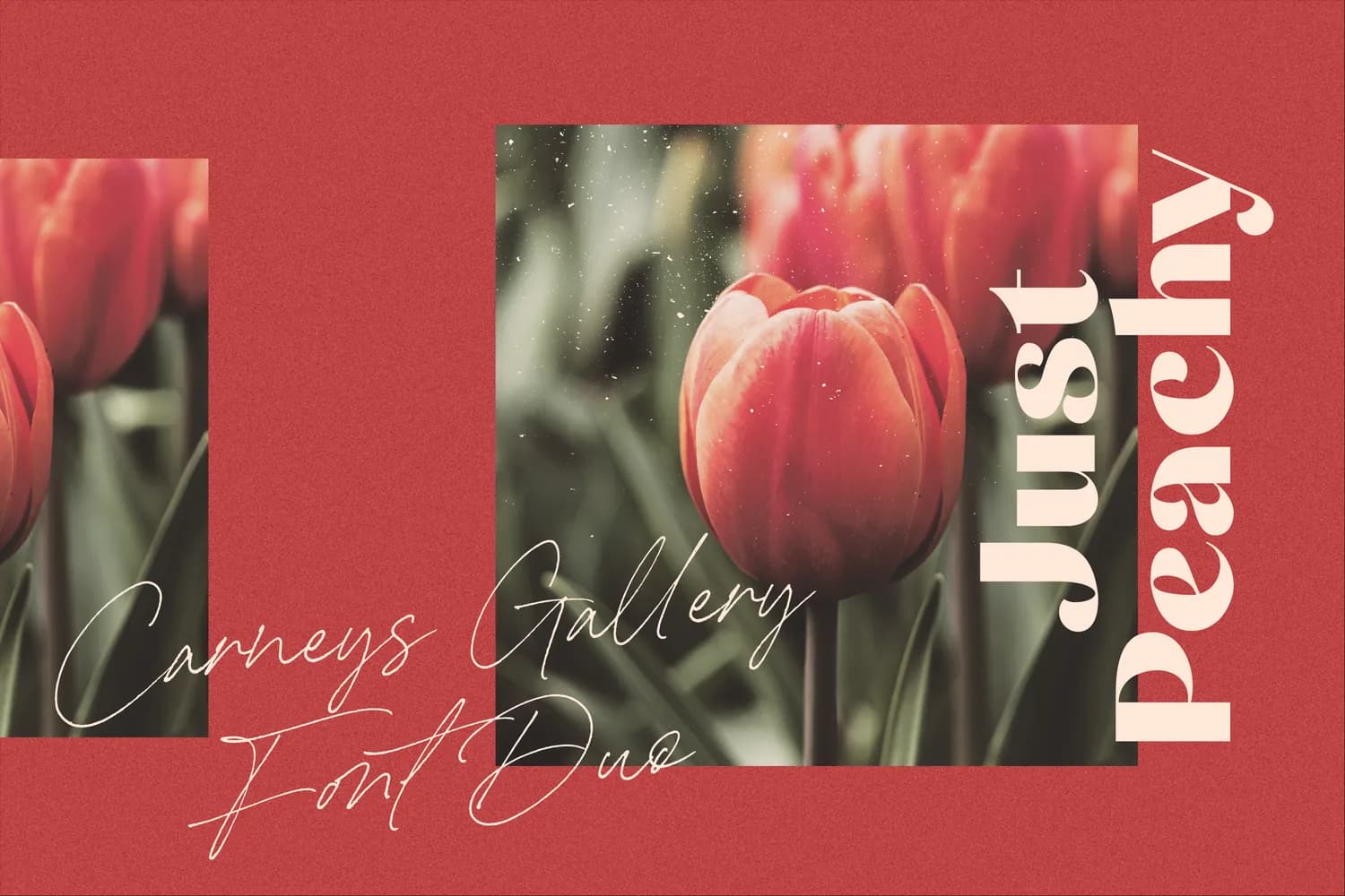 Carneys Gallery Script